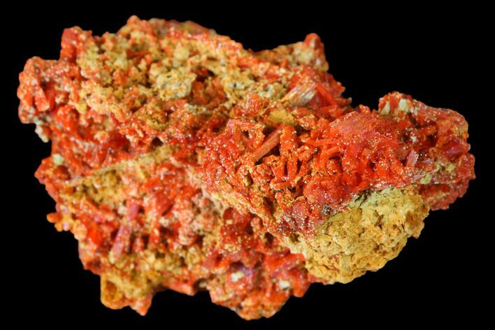 Bright Orange Crocoite Crystal Cluster - Tasmania #171716